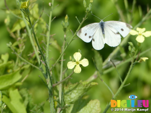 FZ007001 Small white butterfly (Pieris rapae) flying